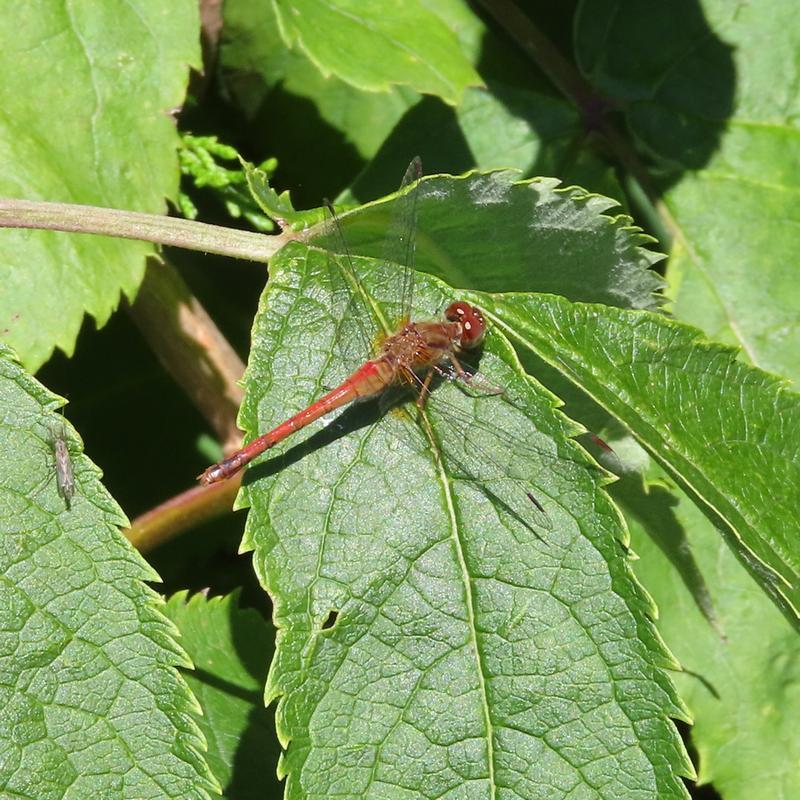 Photo of Autumn Meadowhawk