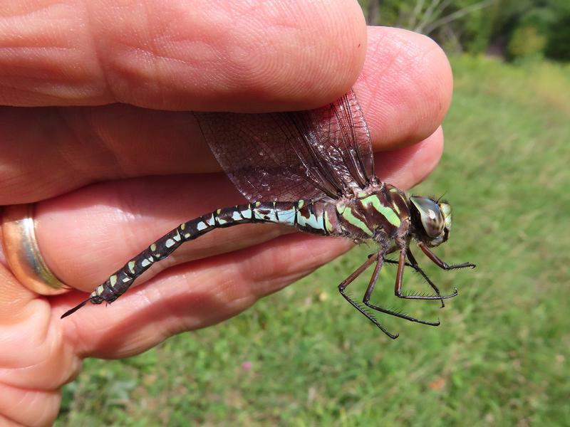 Photo of Green-striped Darner