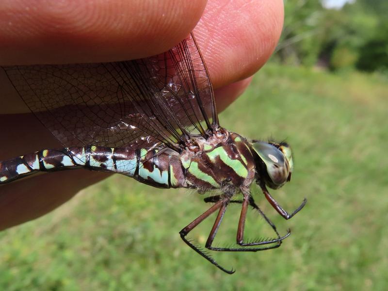 Photo of Green-striped Darner