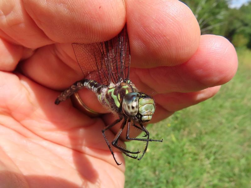 Photo of Green-striped Darner