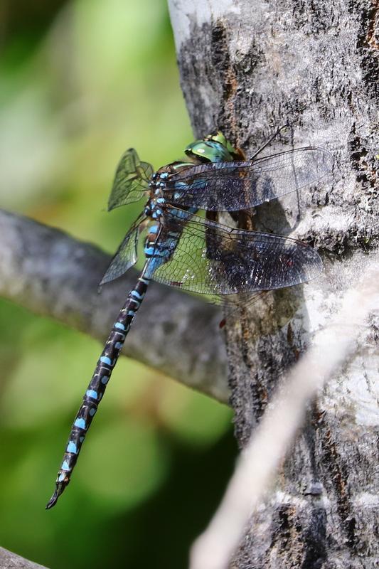 Photo of Lake Darner