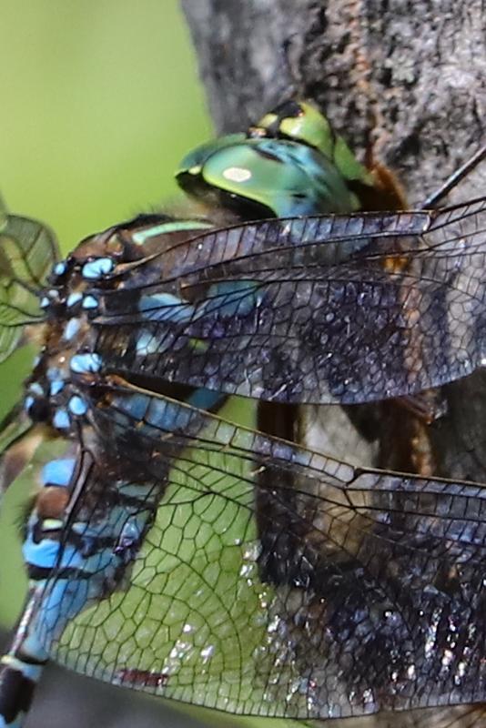 Photo of Lake Darner