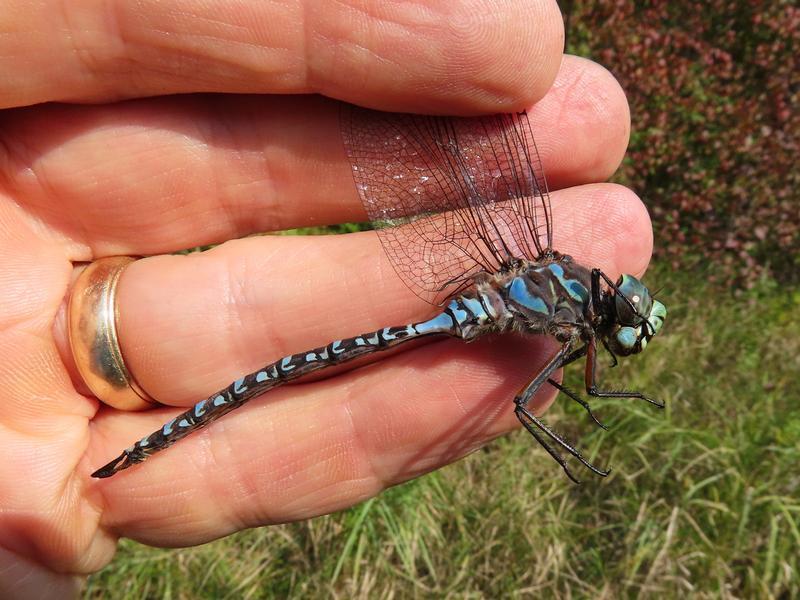 Photo of Lake Darner