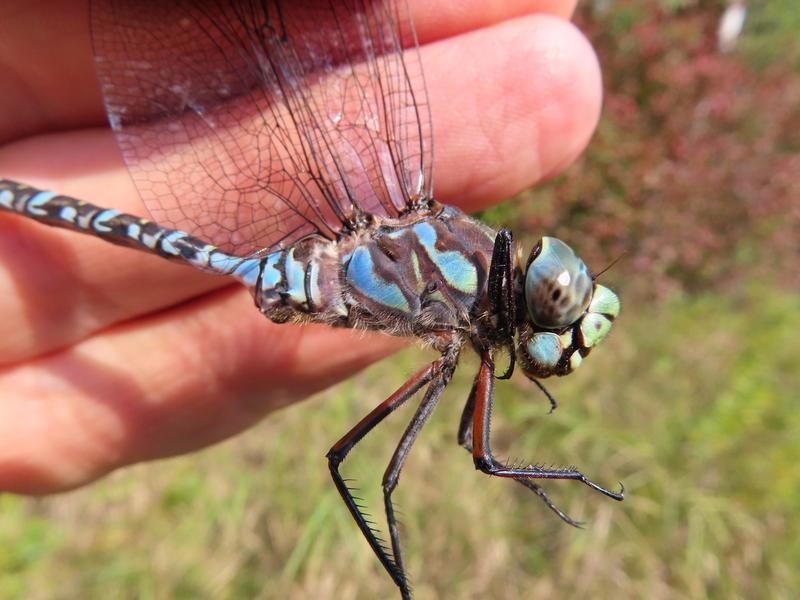 Photo of Lake Darner