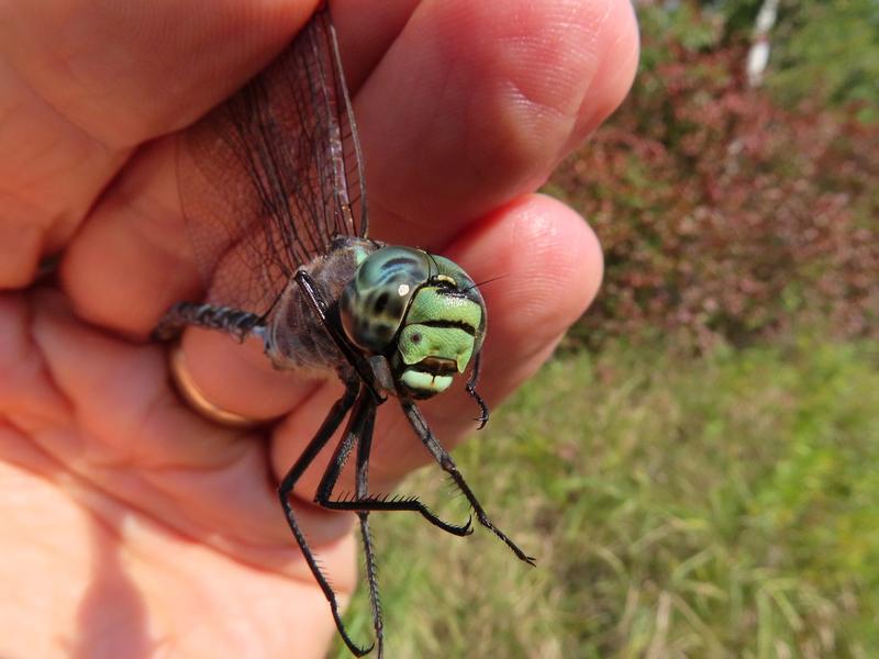 Photo of Lake Darner