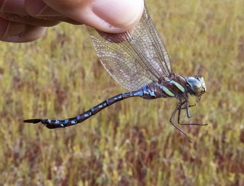 Photo of Black-tipped Darner