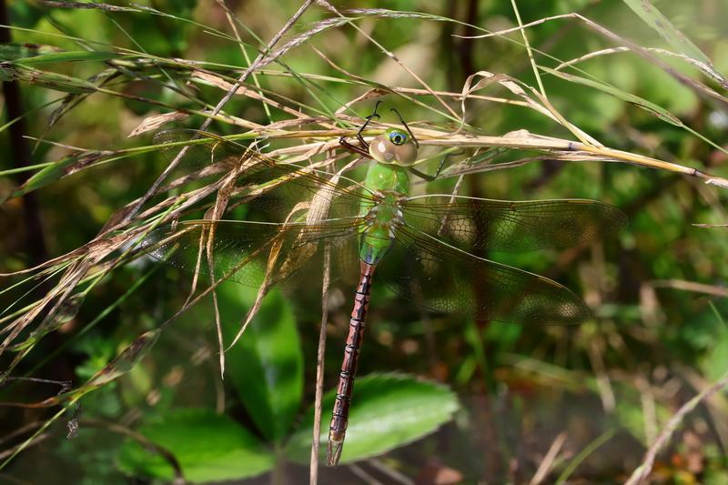 Photo of Common Green Darner