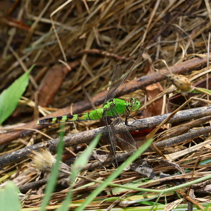 Photo of Eastern Pondhawk