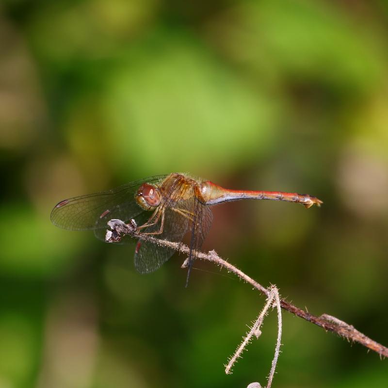 Photo of Autumn Meadowhawk
