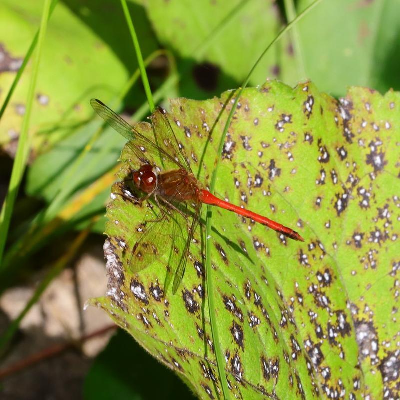 Photo of Autumn Meadowhawk