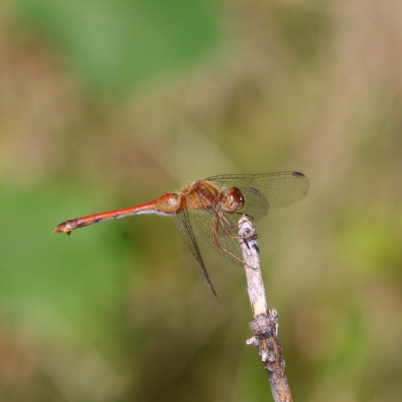 Photo of Autumn Meadowhawk