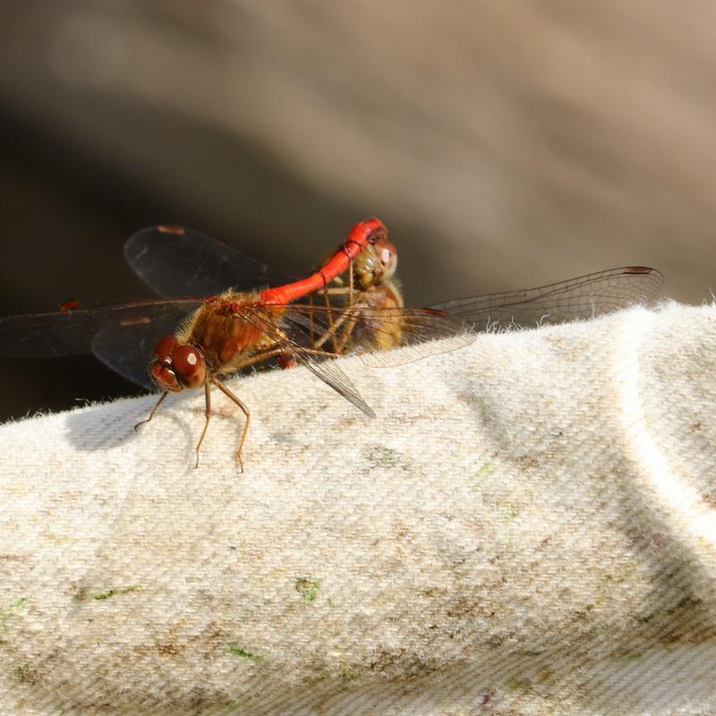 Photo of Autumn Meadowhawk