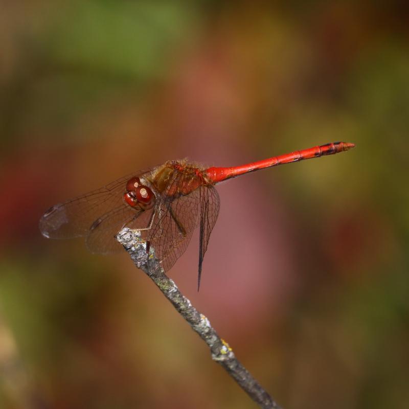 Photo of Autumn Meadowhawk