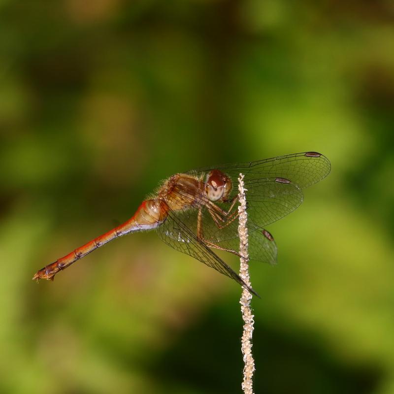 Photo of Autumn Meadowhawk