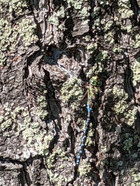 Photo of Green-striped Darner