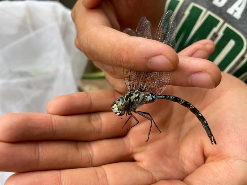 Photo of Mottled Darner