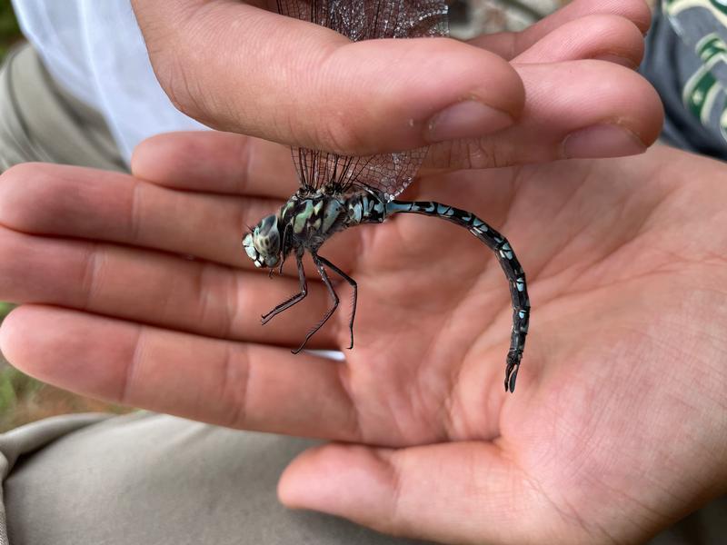 Photo of Mottled Darner