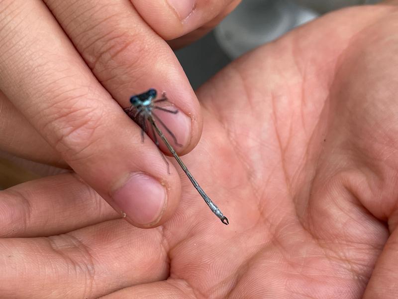 Photo of Slender Spreadwing