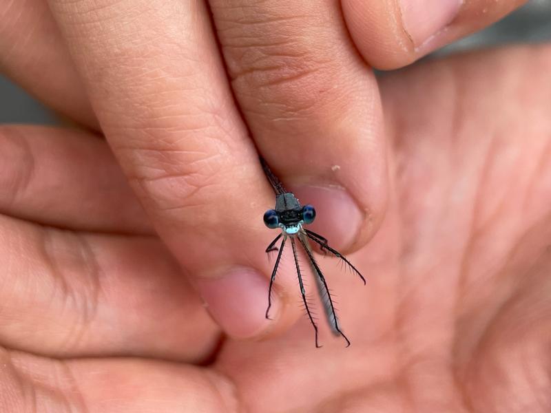 Photo of Slender Spreadwing