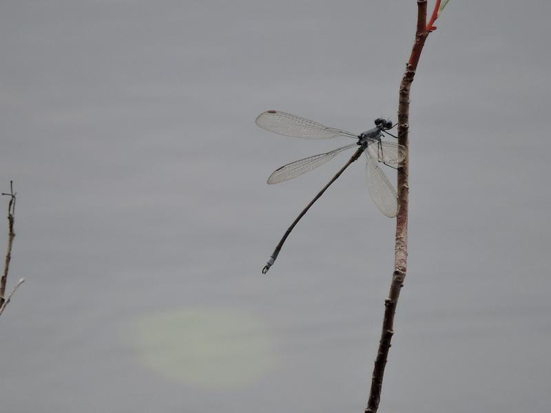 Photo of Swamp Spreadwing