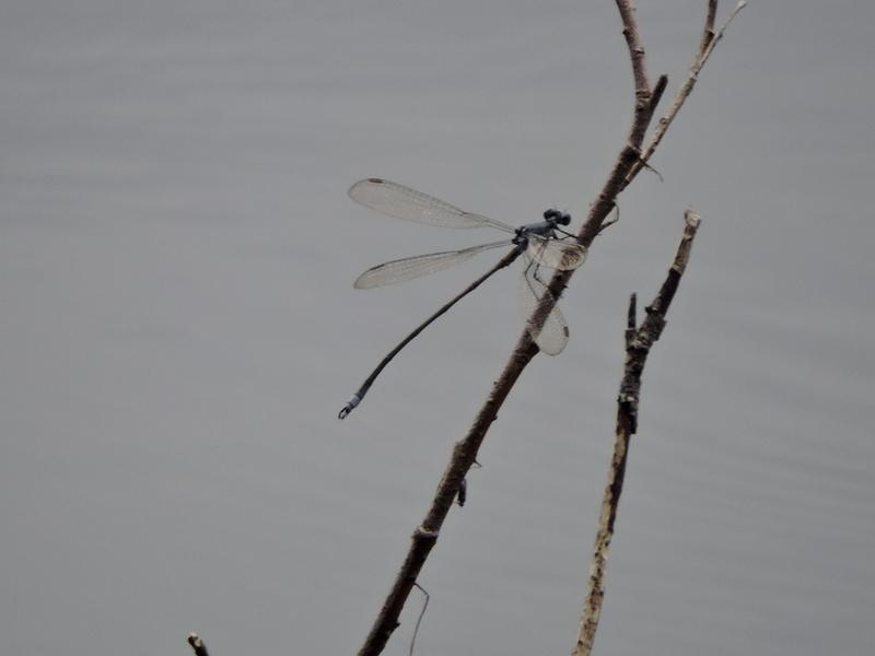 Photo of Swamp Spreadwing