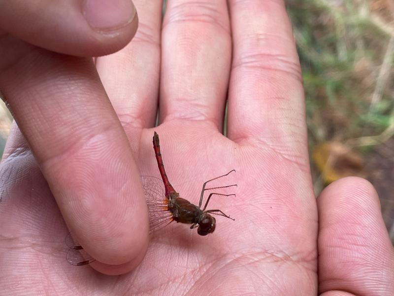 Photo of Autumn Meadowhawk