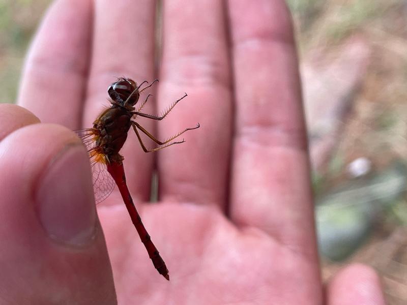 Photo of Autumn Meadowhawk