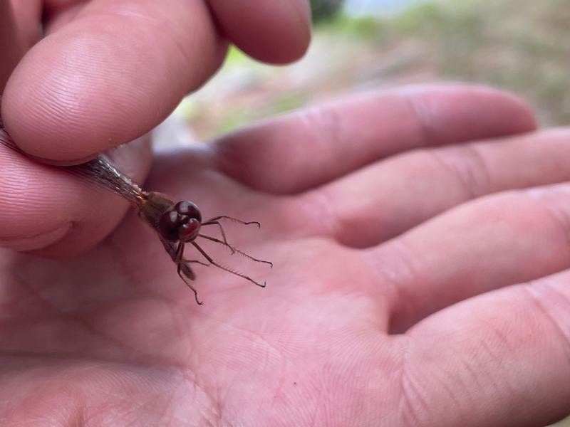 Photo of Autumn Meadowhawk