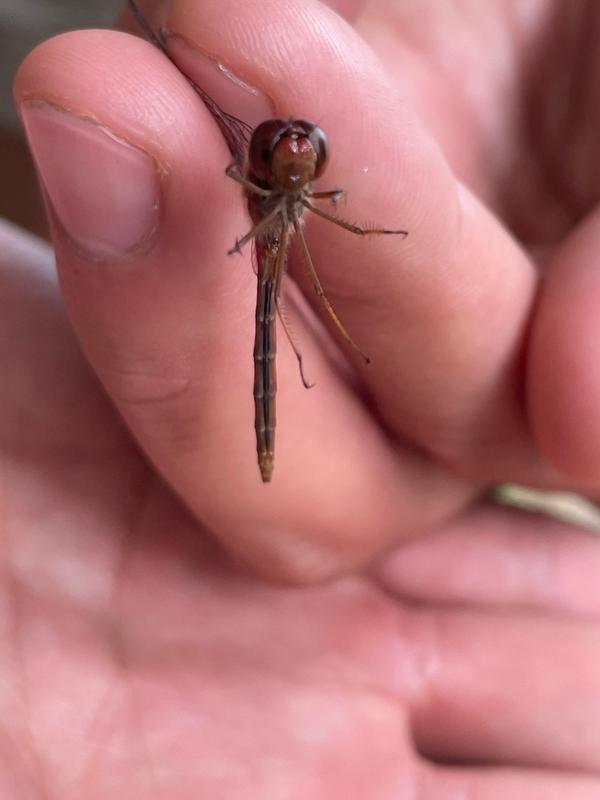 Photo of Autumn Meadowhawk