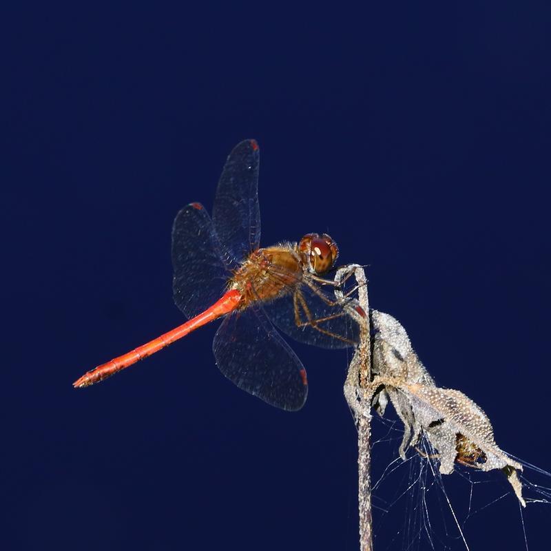 Photo of Autumn Meadowhawk