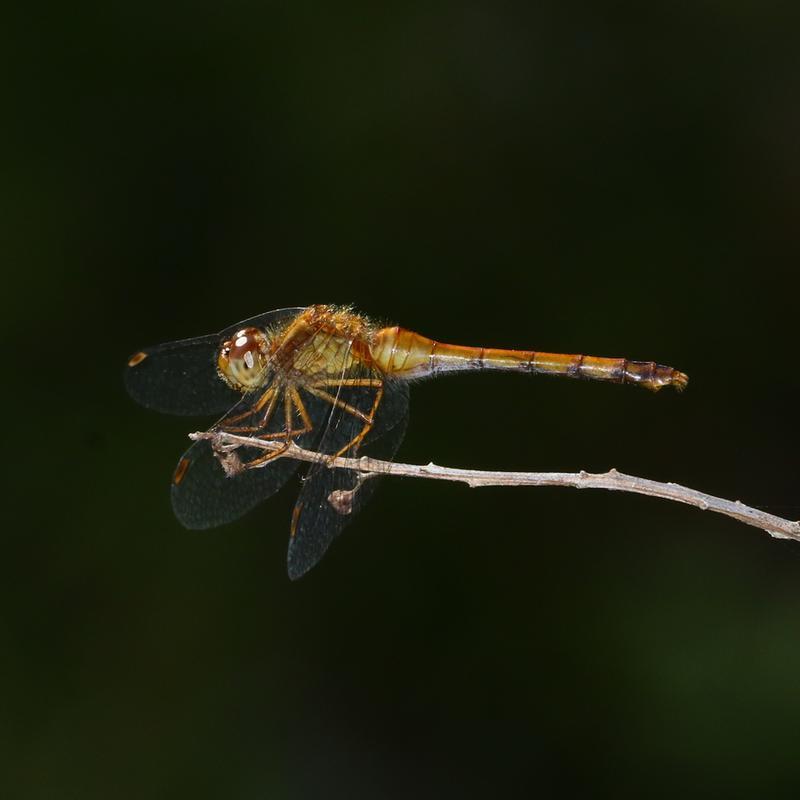 Photo of Autumn Meadowhawk