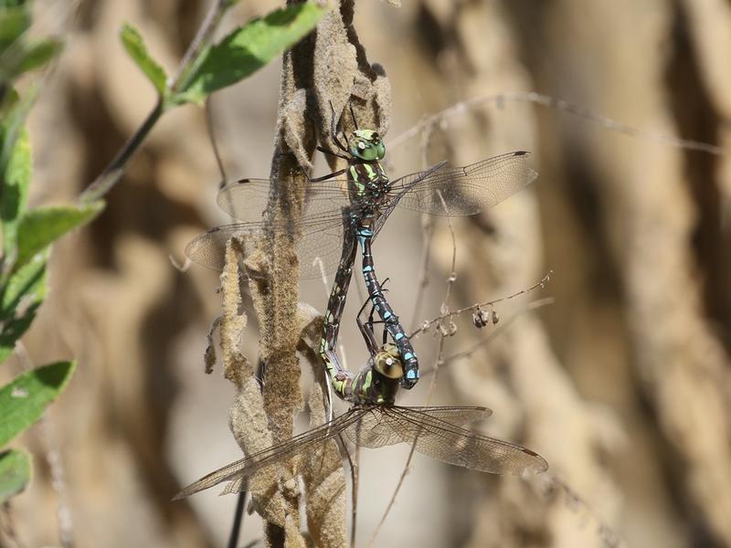 Photo of Green-striped Darner