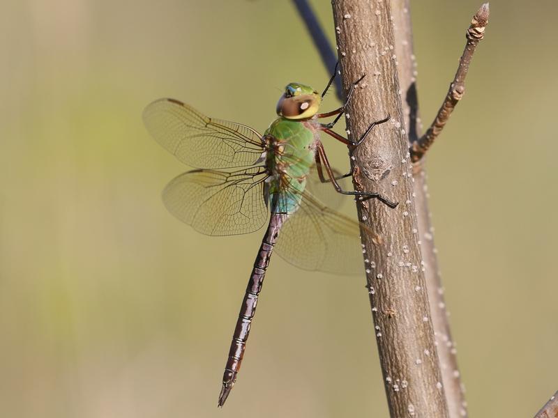 Photo of Common Green Darner