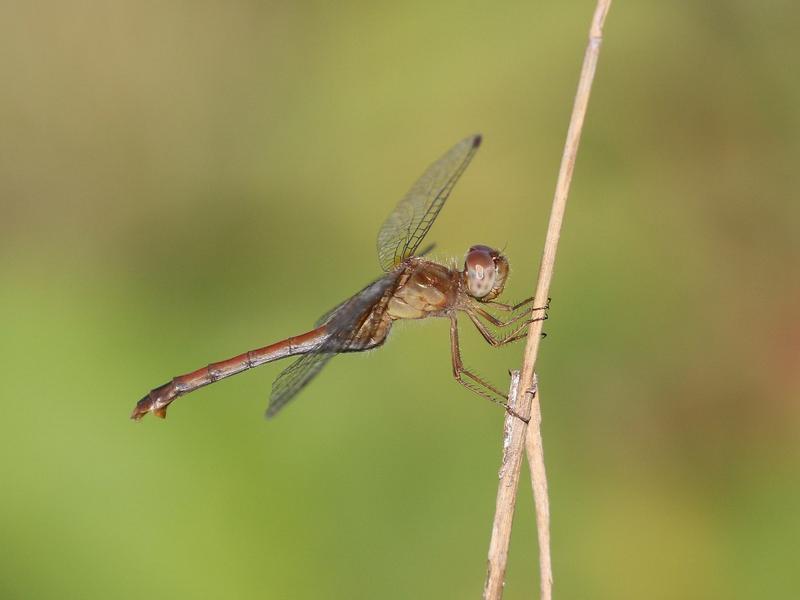 Photo of Autumn Meadowhawk