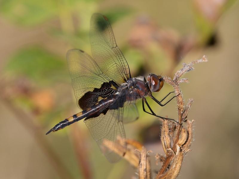 Photo of Black Saddlebags