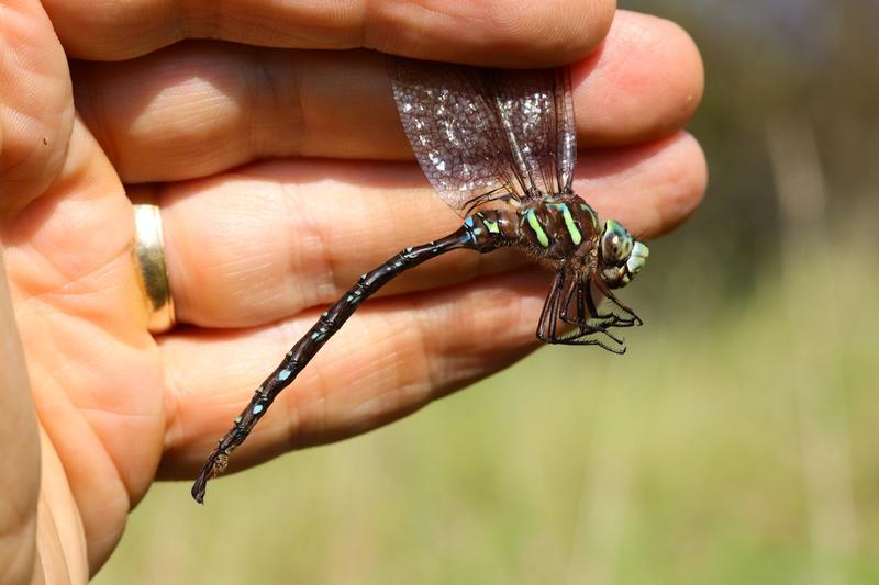 Photo of Shadow Darner