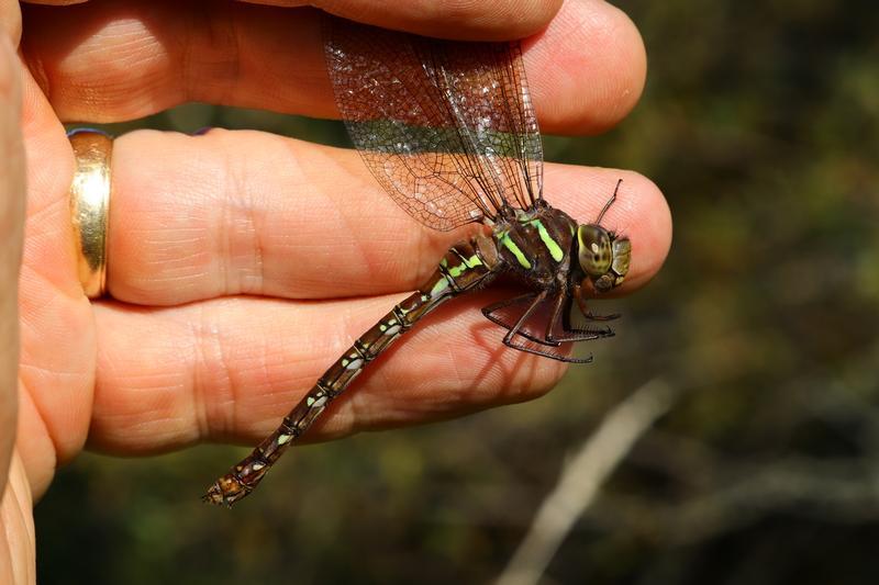 Photo of Shadow Darner