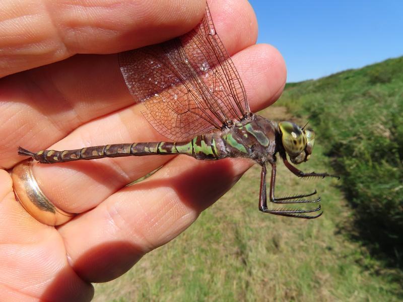 Photo of Canada Darner