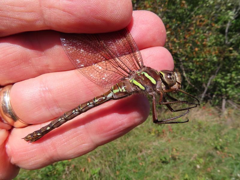 Photo of Shadow Darner