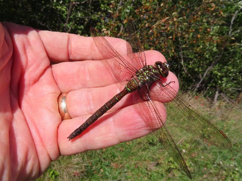 Photo of Shadow Darner
