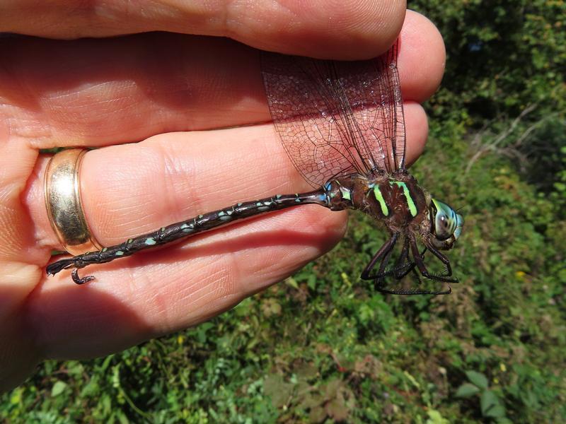 Photo of Shadow Darner