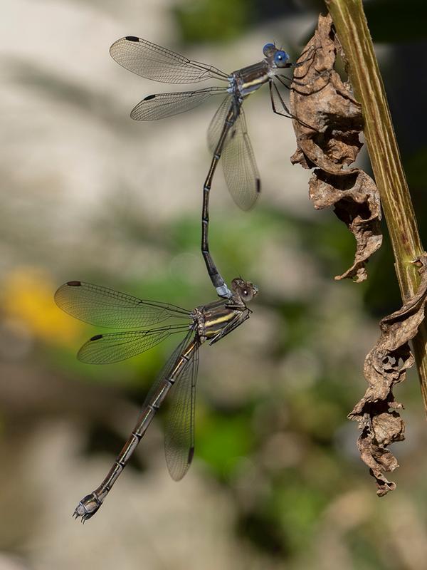 Photo of Great Spreadwing