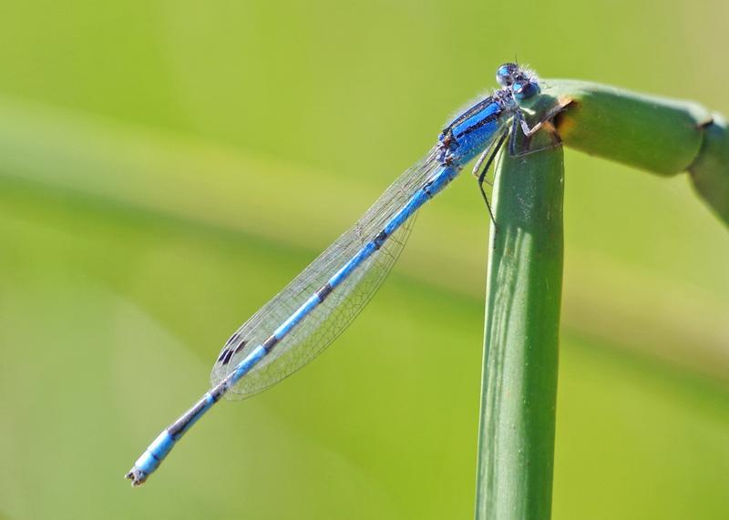 Photo of Familiar Bluet