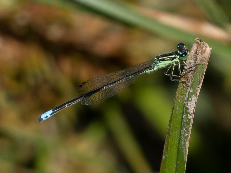 Photo of Eastern Forktail