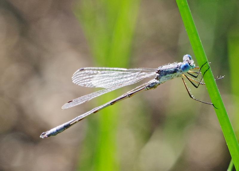 Photo of Lyre-tipped Spreadwing