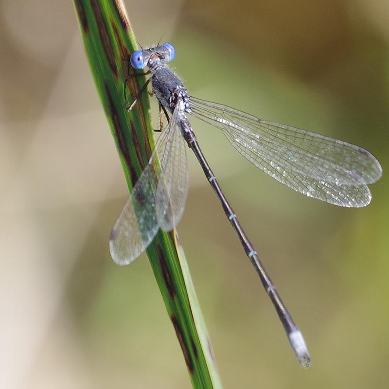 Photo of Spotted Spreadwing