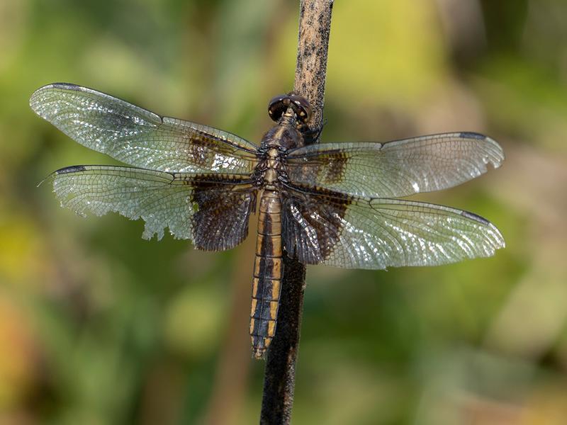 Photo of Widow Skimmer