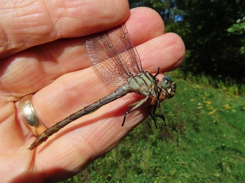 Photo of Russet-tipped Clubtail