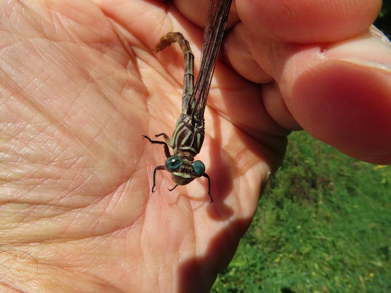 Photo of Russet-tipped Clubtail