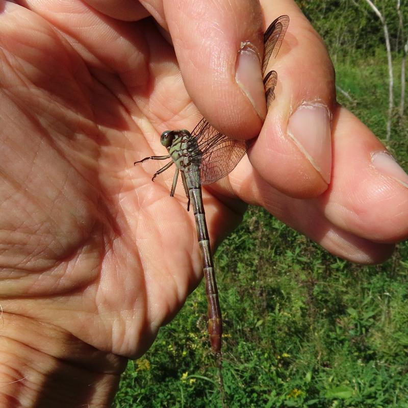 Photo of Russet-tipped Clubtail